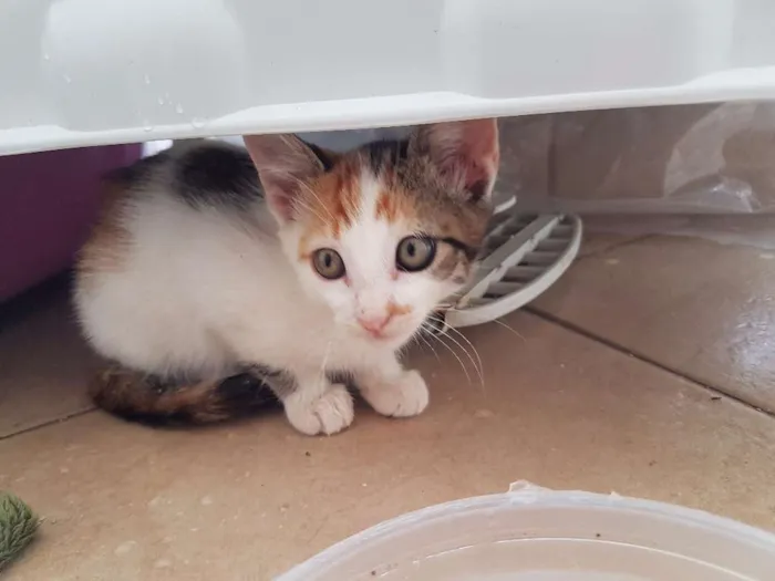 Gato ra a SRD idade 2 a 6 meses nome .