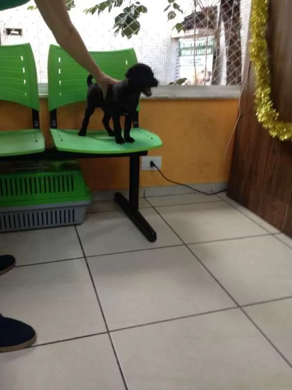 Cachorro ra a SRD idade 2 a 6 meses nome Maphalda