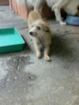 Milly