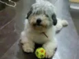 Bolota