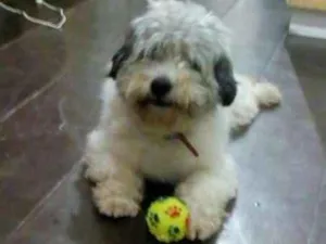Cachorro raça SRD idade 2 anos nome Bolota