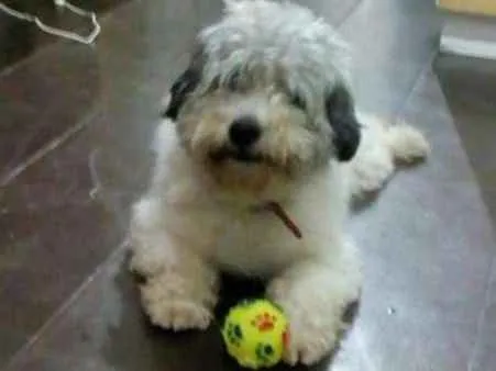 Cachorro ra a SRD idade 2 anos nome Bolota