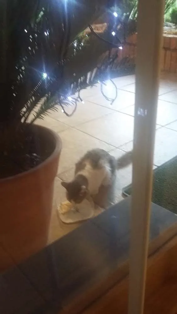 Gato raça  idade  nome Rosinha