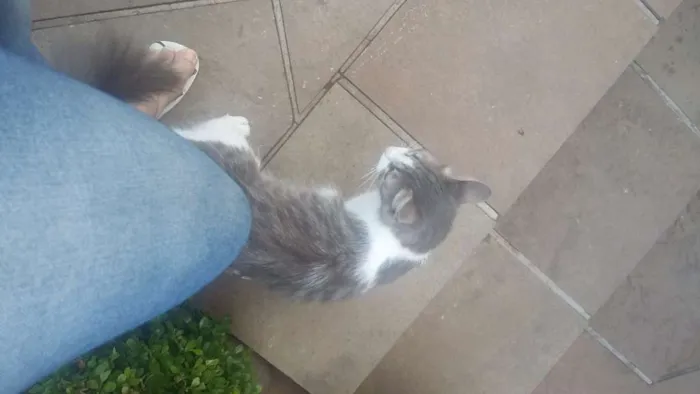 Gato raça  idade  nome Rosinha