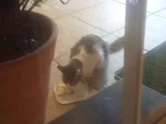 Gato raça  idade  nome Rosinha
