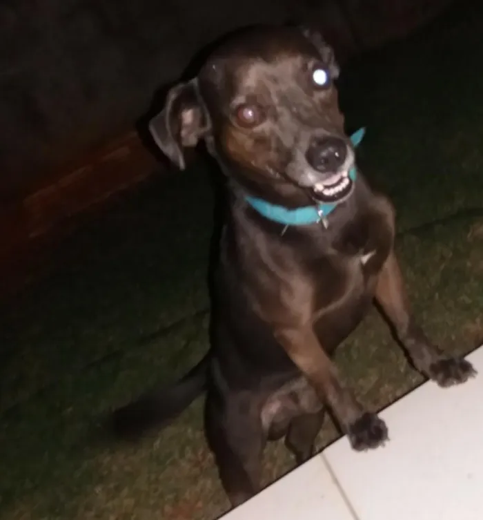 Cachorro raça Srd idade 5 anos nome Zulu
