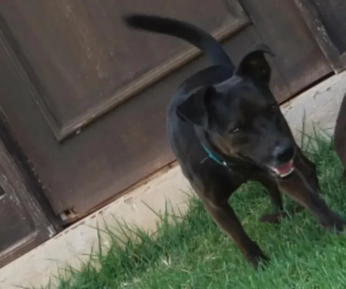 Cachorro raça Srd idade 5 anos nome Zulu