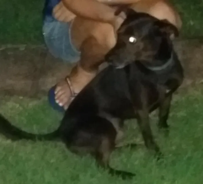 Cachorro raça Srd idade 5 anos nome Zulu