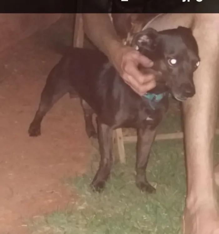 Cachorro raça Srd idade 5 anos nome Zulu