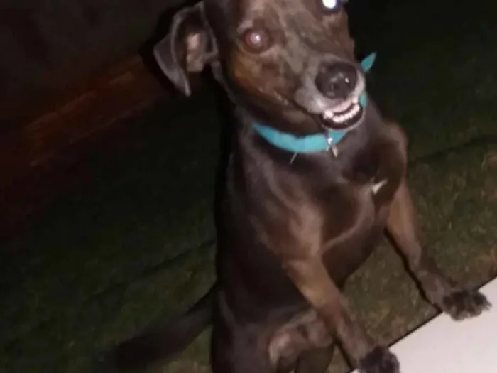 Cachorro raça Srd idade 5 anos nome Zulu