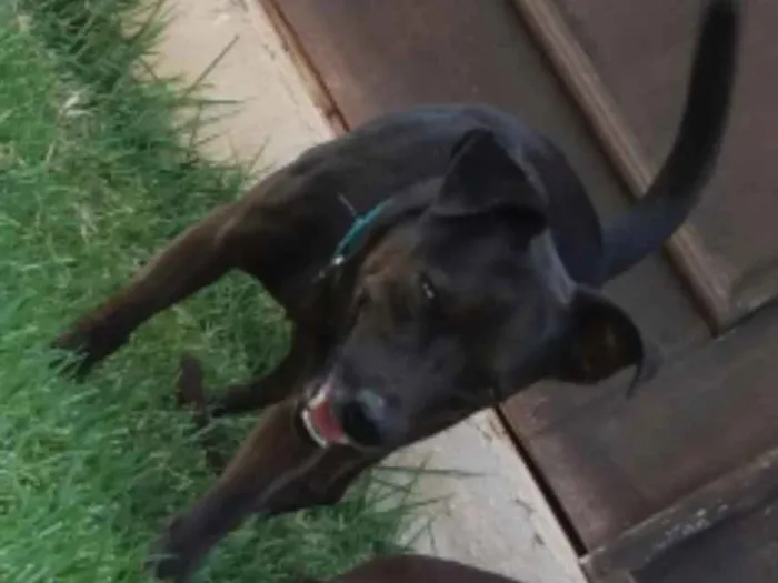 Cachorro raça Srd idade 5 anos nome Zulu