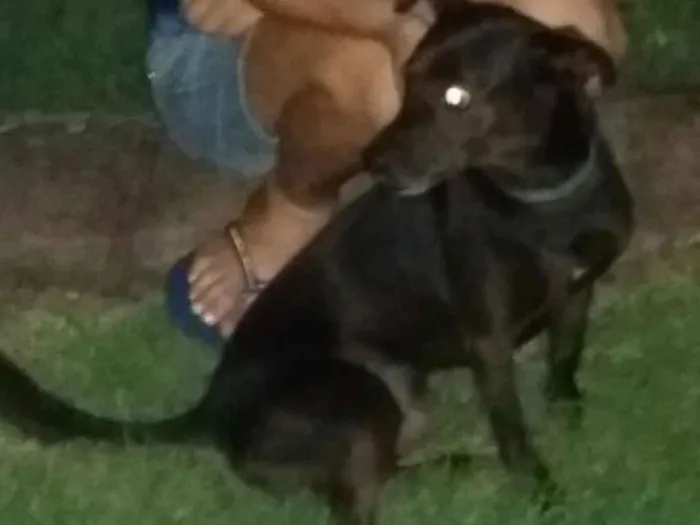 Cachorro raça Srd idade 5 anos nome Zulu