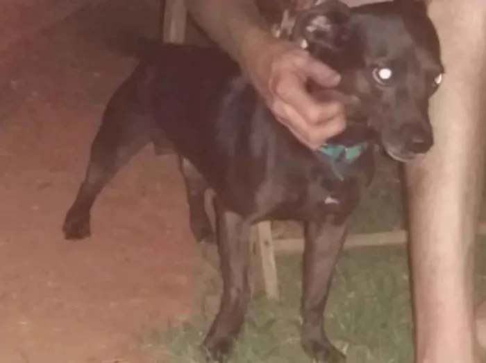 Cachorro raça Srd idade 5 anos nome Zulu