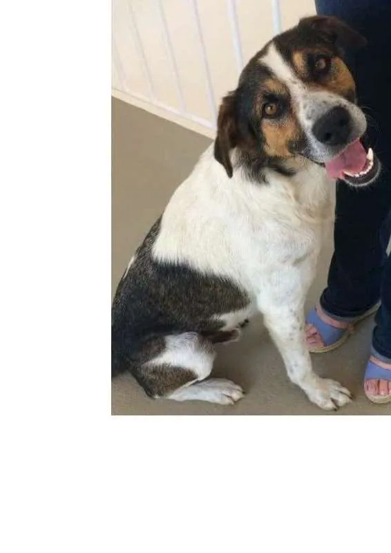 Cachorro ra a SRD idade 2 anos nome Sansão