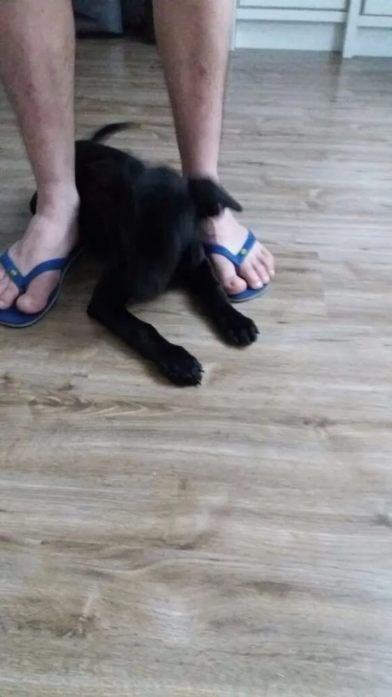 Cachorro ra a Vira lata idade 2 a 6 meses nome Cid