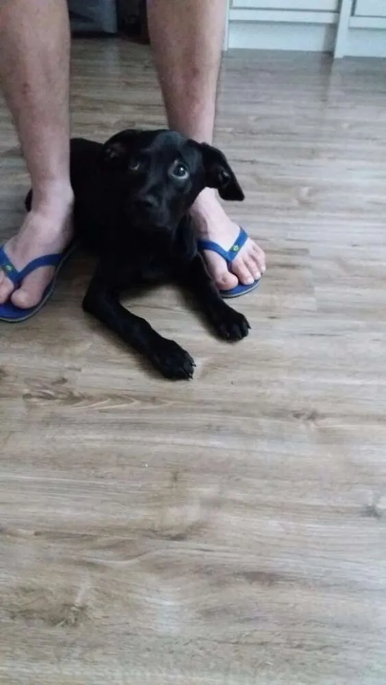 Cachorro ra a Vira lata idade 2 a 6 meses nome Cid
