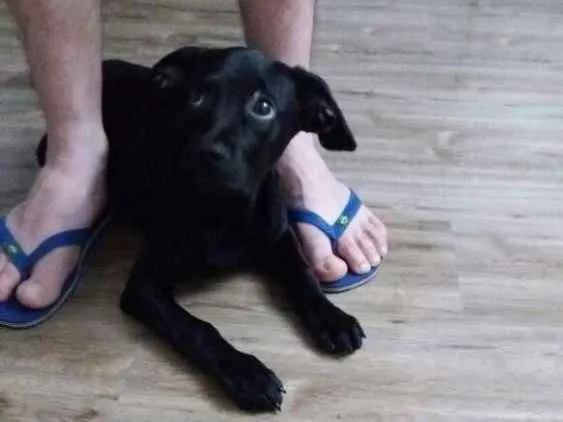 Cachorro ra a Vira lata idade 2 a 6 meses nome Cid