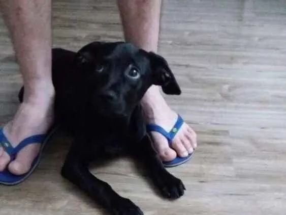 Cachorro ra a Vira lata idade 2 a 6 meses nome Cid