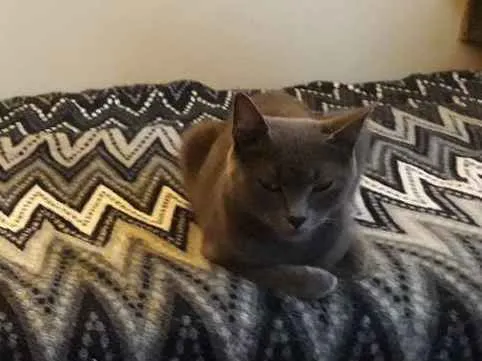 Gato ra a Mestiça  idade 3 anos nome Brisa