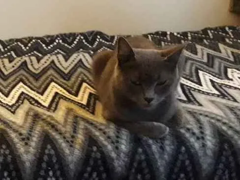 Gato ra a Mestiça  idade 3 anos nome Brisa
