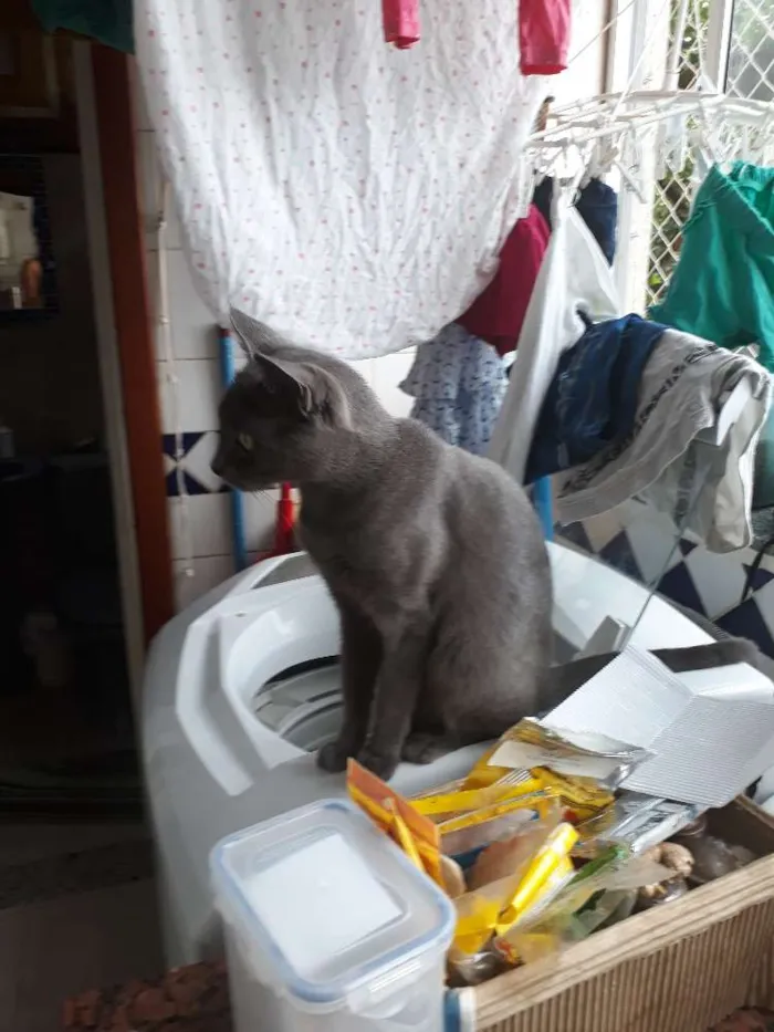 Gato ra a Mestiça  idade 3 anos nome Brisa