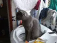 Brisa