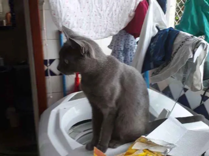 Gato ra a Mestiça  idade 3 anos nome Brisa