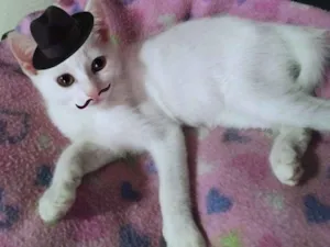 Gato raça SRD idade 2 a 6 meses nome Sr Smith
