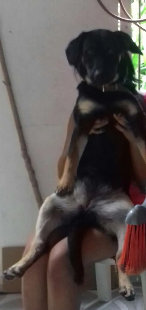 Cachorro ra a Rottwaler misturado idade 2 a 6 meses nome Luna