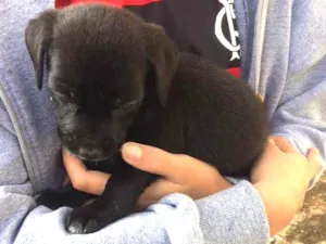 Cachorro raça  idade  nome Sem nome
