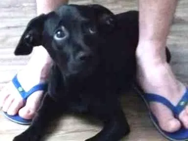 Cachorro ra a Vira lata idade 2 a 6 meses nome Cid