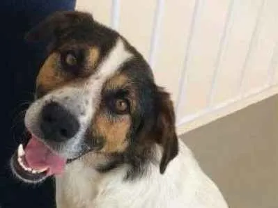 Cachorro ra a SRD idade 2 anos nome Sansão