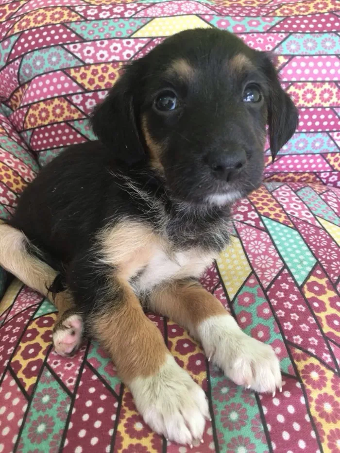 Cachorro ra a Srd idade Abaixo de 2 meses nome Aninha