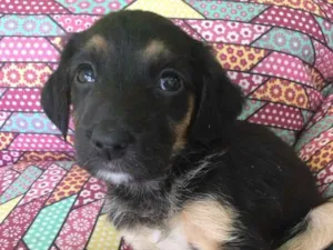 Cachorro raça Srd idade Abaixo de 2 meses nome Aninha