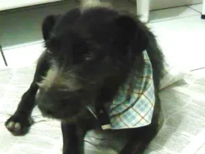 Cachorro raça SRD idade 3 anos nome Bello