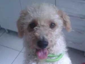 Cachorro raça SRD idade 4 anos nome Luanna