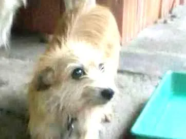 Cachorro ra a Srd idade 2 anos nome Milly