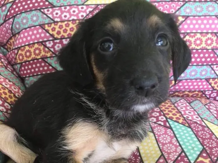 Cachorro ra a Srd idade Abaixo de 2 meses nome Aninha