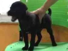 Cachorro raça SRD idade 2 a 6 meses nome Maphalda