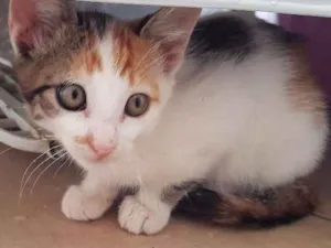 Gato raça SRD idade 2 a 6 meses nome .