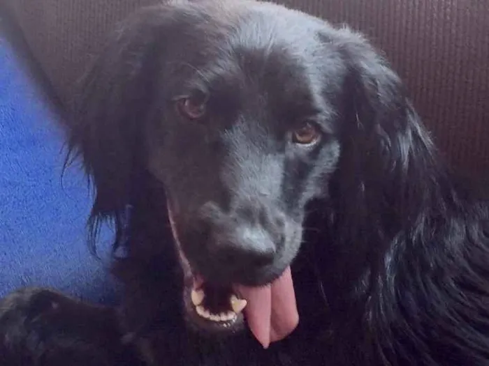 Cachorro ra a Golden com vira lata  idade 2 anos nome Malu