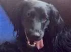 Cachorro raça Golden com vira lata  idade 2 anos nome Malu