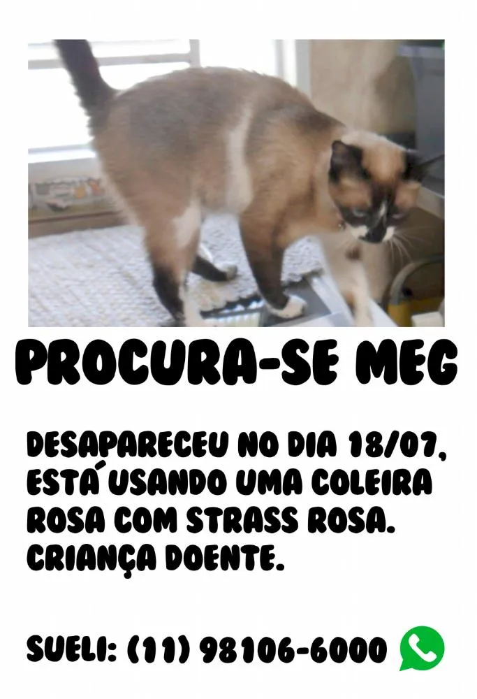 Gato ra a SRD idade 5 anos nome Meg