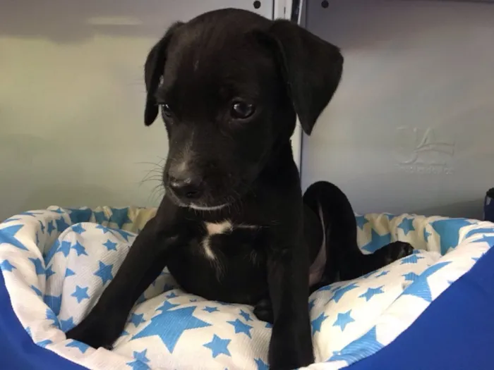Cachorro ra a Srd idade Abaixo de 2 meses nome Zeca