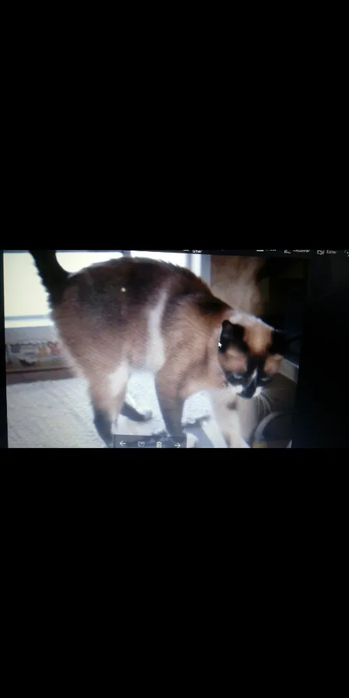 Gato ra a SRD idade 5 anos nome Meg
