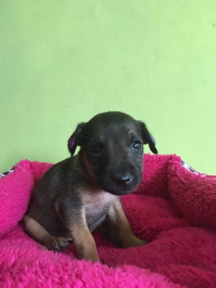 Cachorro ra a  idade Abaixo de 2 meses nome Paulinha