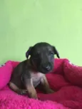 Paulinha