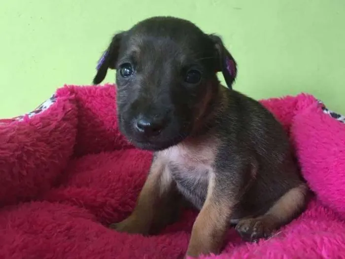 Cachorro ra a  idade Abaixo de 2 meses nome Paulinha