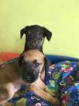 Juca e Joca