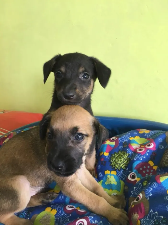 Cachorro ra a Srd idade Abaixo de 2 meses nome Juca e Joca